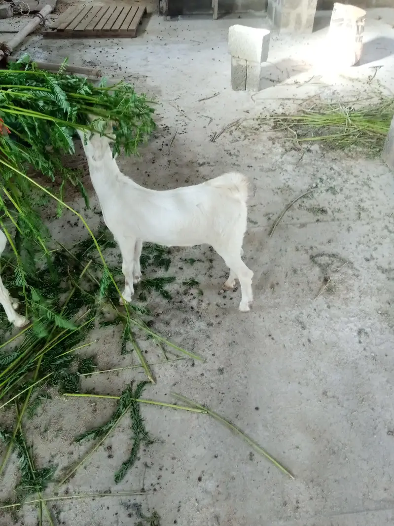 taddy gulabi — photo 11
