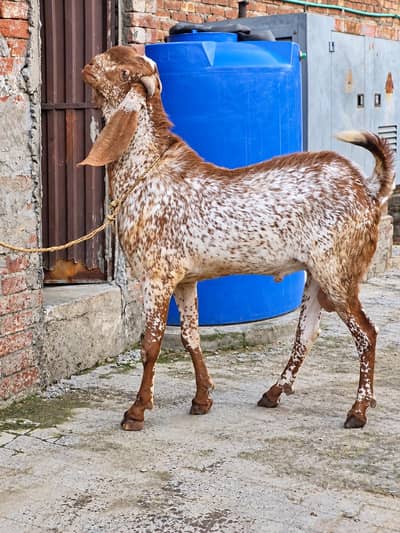 Makhi cheena Breeder Bakra – 8 Dant – Full Active -46 hight