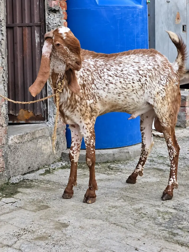 Makhi cheena Breeder Bakra – 8 Dant – Full Active -46 hight — photo 2