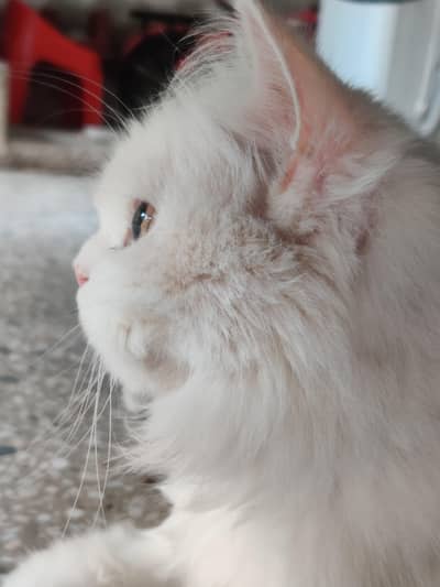 persian white female