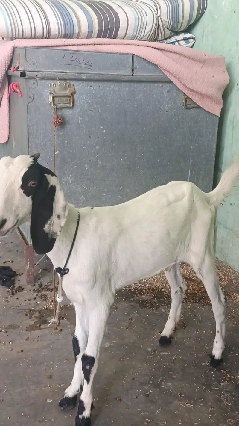 khoobsurt female bacha for sale