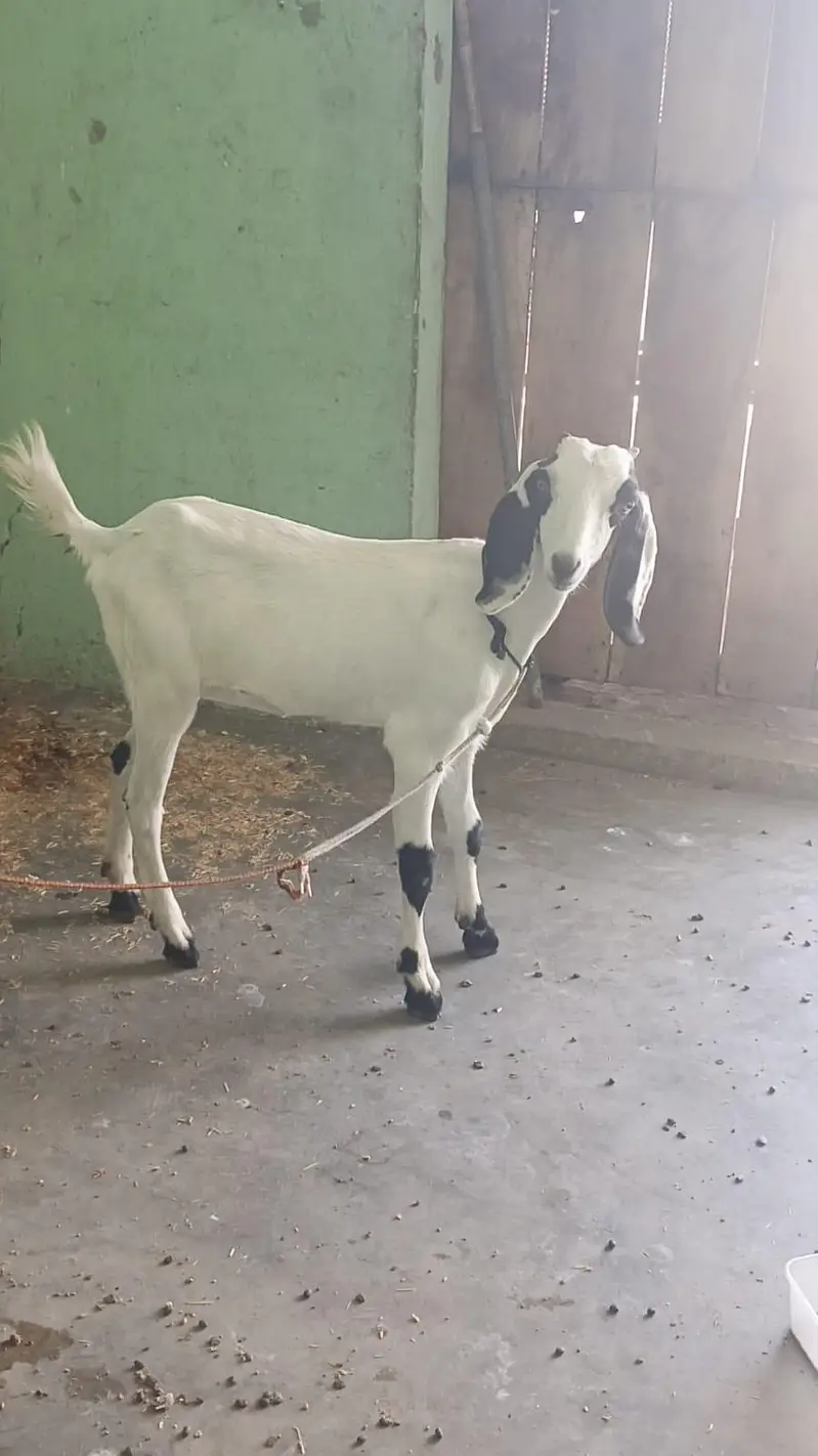 khoobsurt female bacha for sale — photo 2