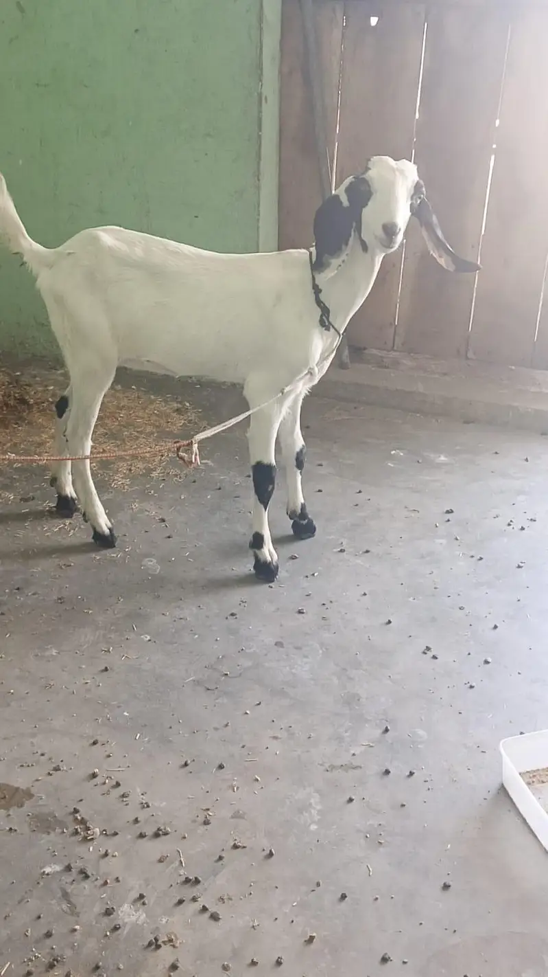 khoobsurt female bacha for sale — photo 3
