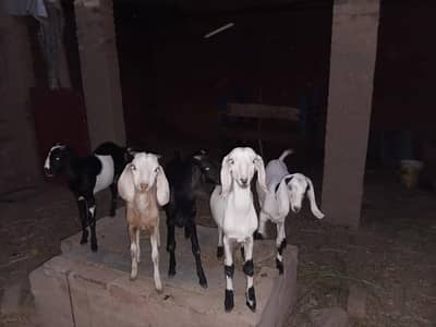 5عدد  Bakrii k bachy for Sale . 3 bakrii . 2 bakry . Nasal Tediii. . .