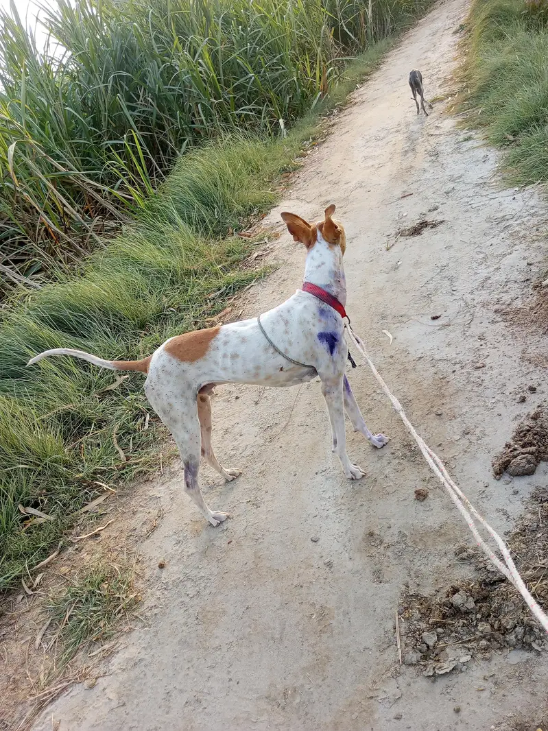 jumperdog