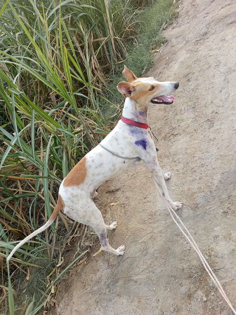 jumperdog — photo 2
