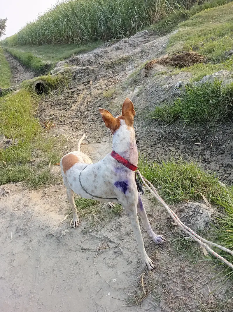 jumperdog — photo 3