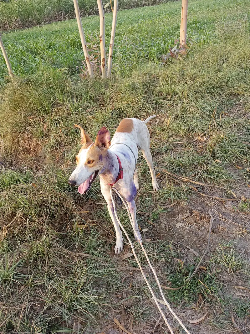 jumperdog — photo 4