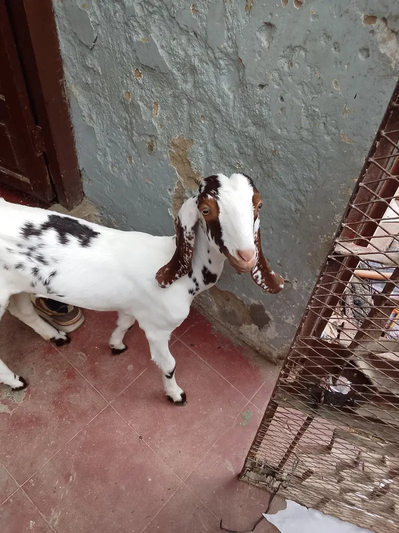 goats active and argant sell