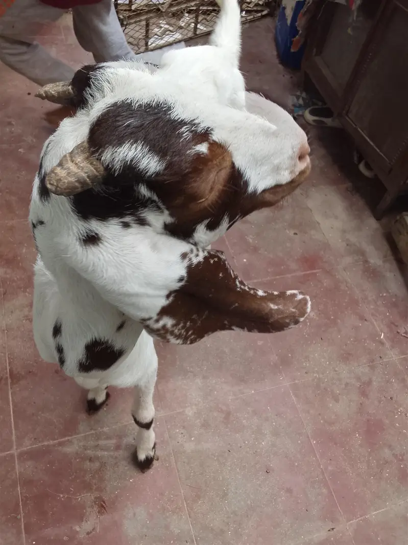 goats active and argant sell — photo 2