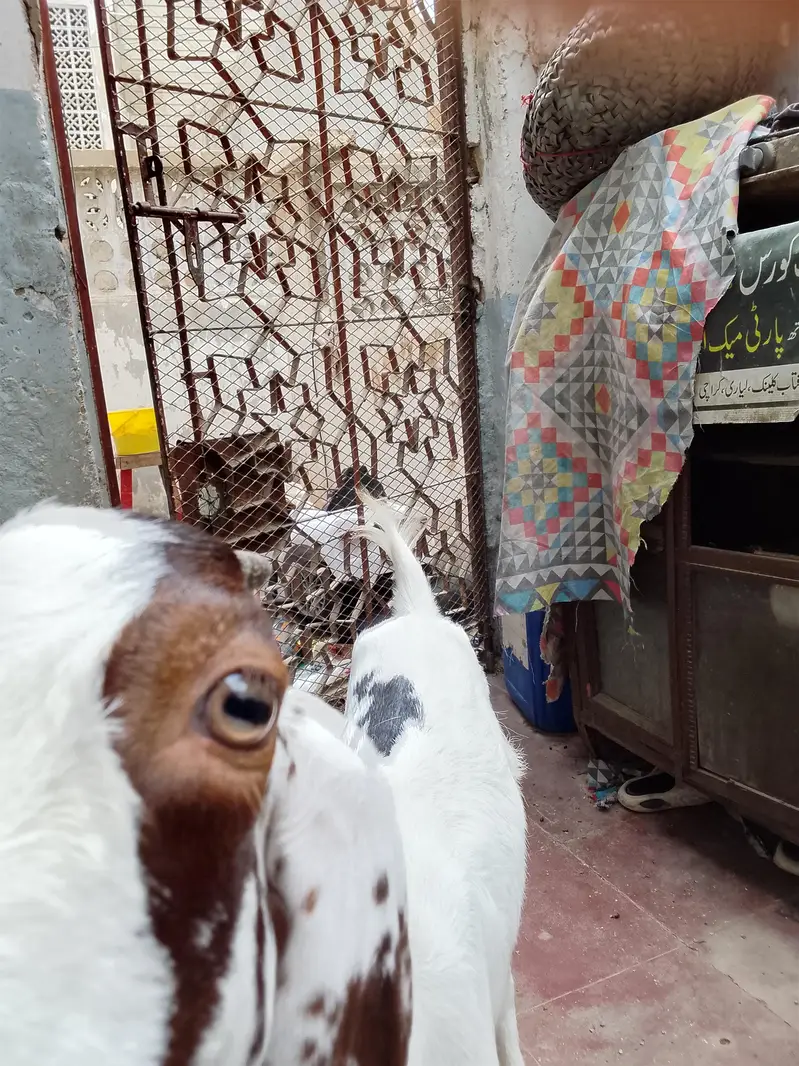 goats active and argant sell — photo 3