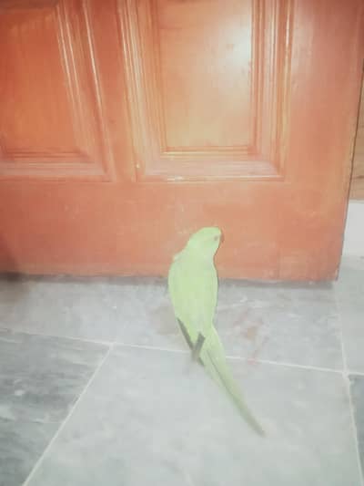 ringneck female for sale