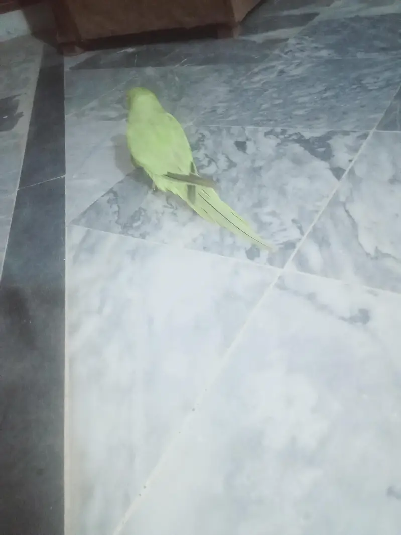ringneck female for sale — photo 3
