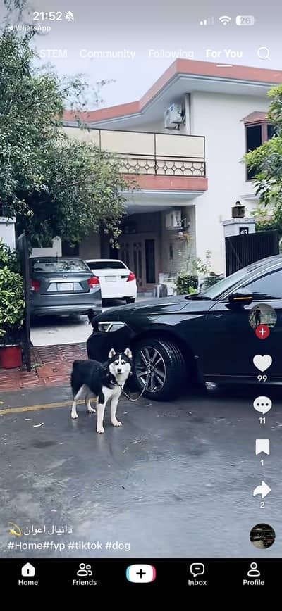 Husky female dog