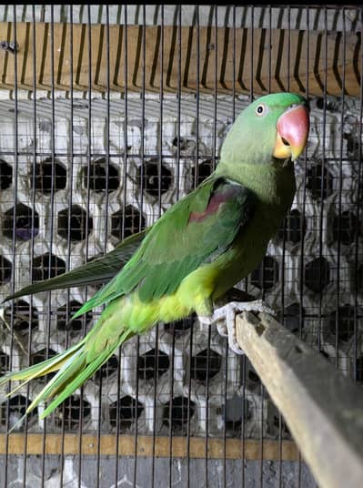 raw female breeder