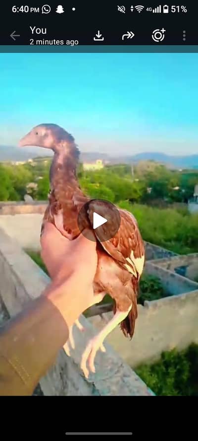 4 aseel chicks 1golden buff 2 desi