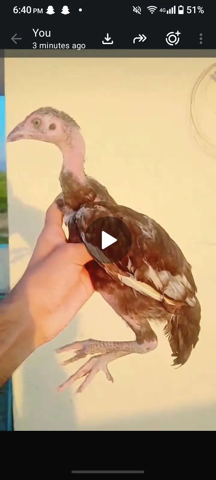 4 aseel chicks 1golden buff 2 desi — photo 4