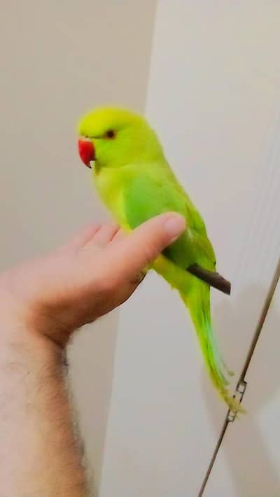 Green ringneck parrot for sale handtame