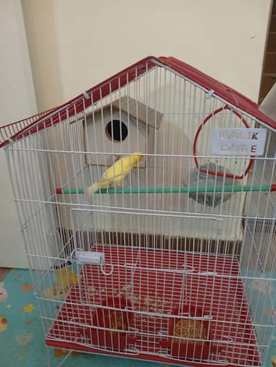 kaneeri with cage