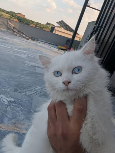 Turkish angora cat female  and male orange tabby cat