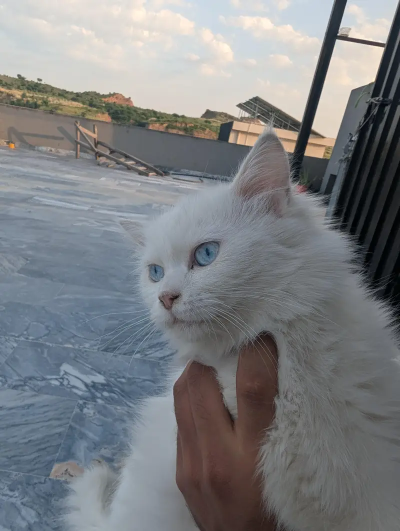 Turkish angora cat female  and male orange tabby cat — photo 2