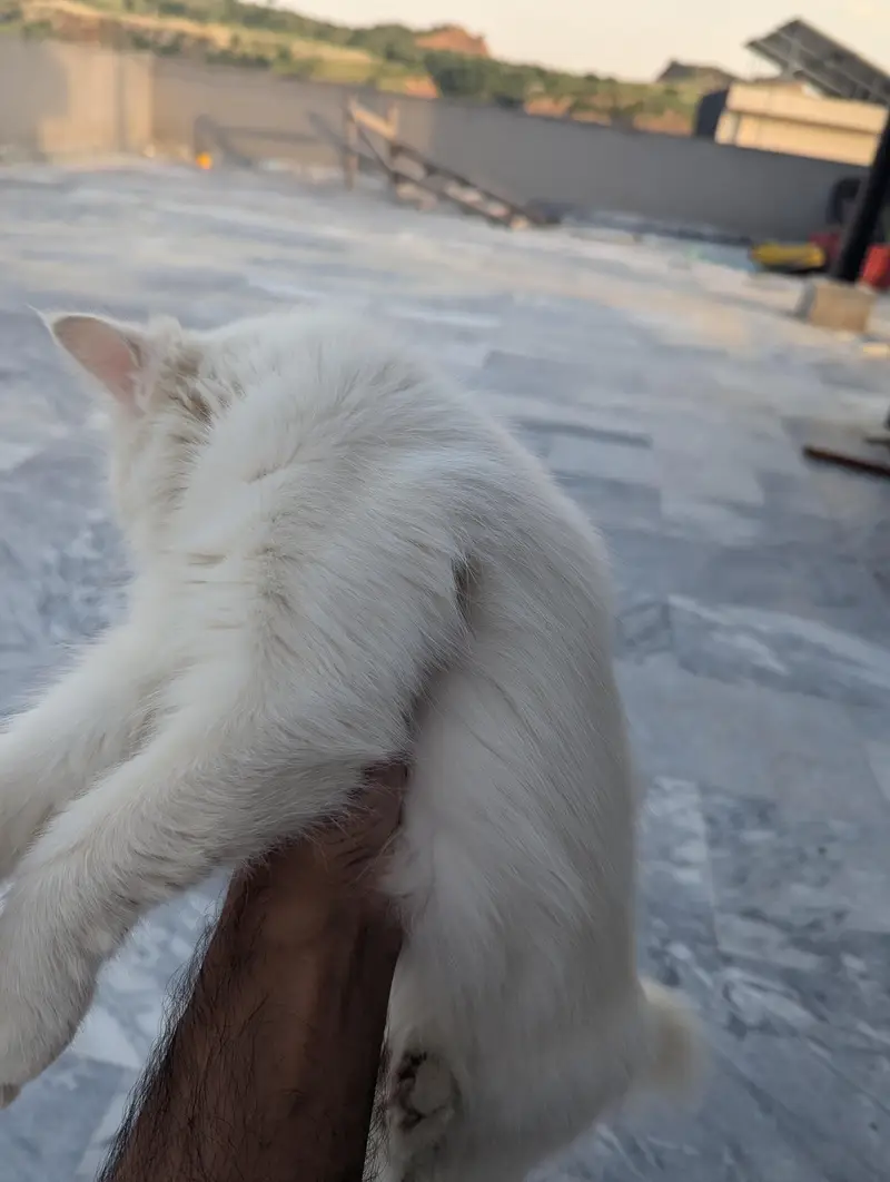 Turkish angora cat female  and male orange tabby cat — photo 3