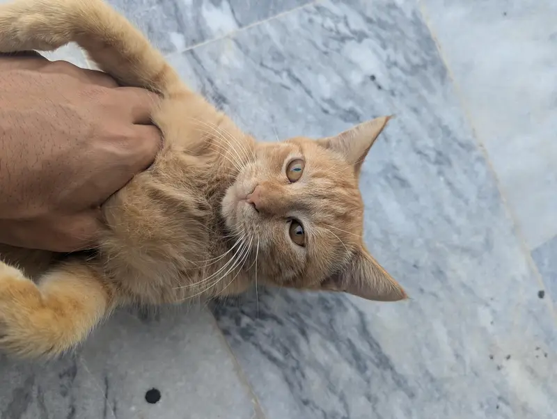 Turkish angora cat female  and male orange tabby cat — photo 4