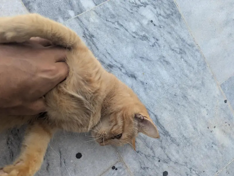Turkish angora cat female  and male orange tabby cat — photo 5