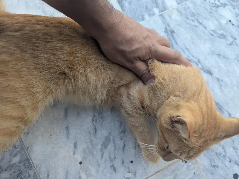 Turkish angora cat female  and male orange tabby cat — photo 6