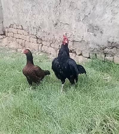 amroha pair k chicks