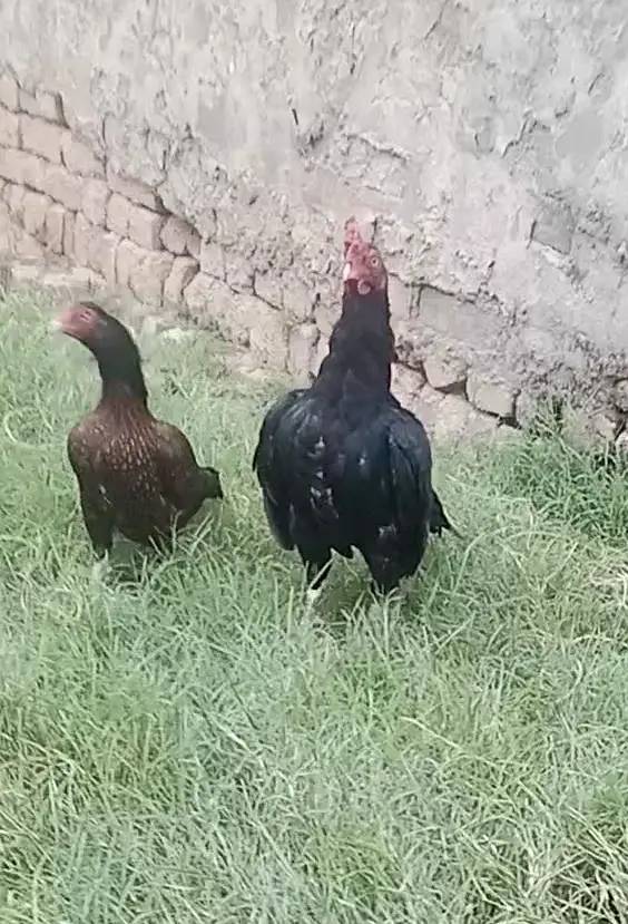 amroha pair k chicks — photo 2
