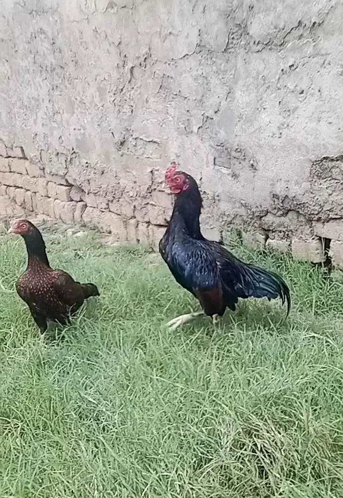 amroha pair k chicks — photo 3