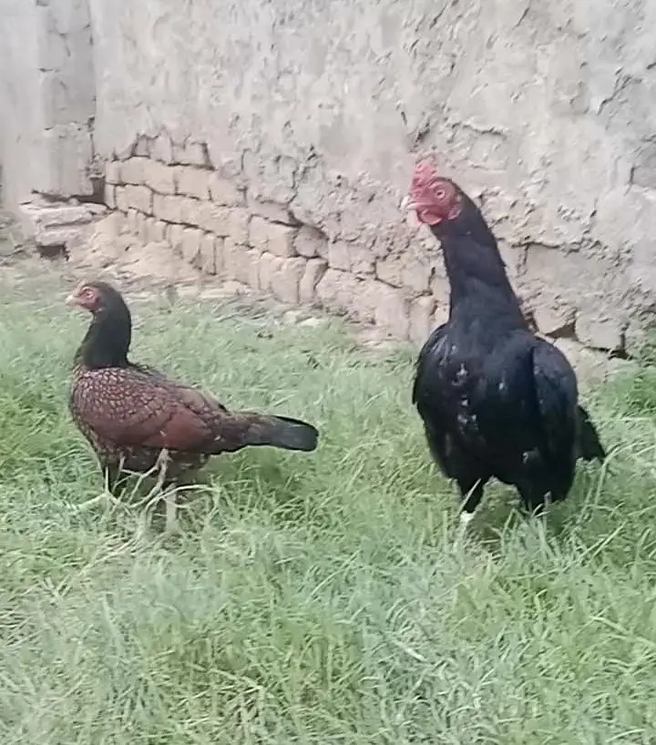 amroha pair k chicks — photo 4