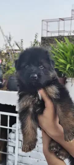 *German Shepherd Puppy