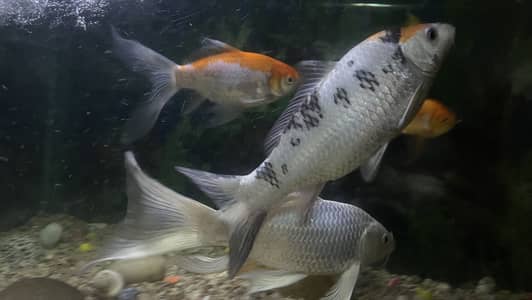 Fishes for sale