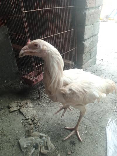 pure white Heera Aseel pairs. . . 1 years plus