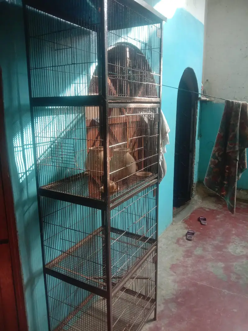 bird cage — photo 3