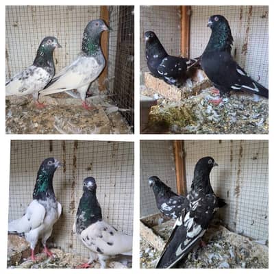 Pigeons