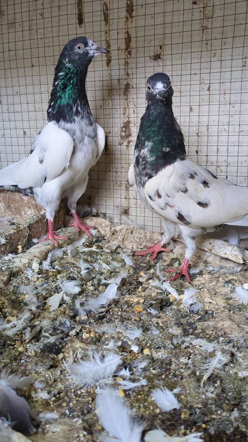 Pigeons 1