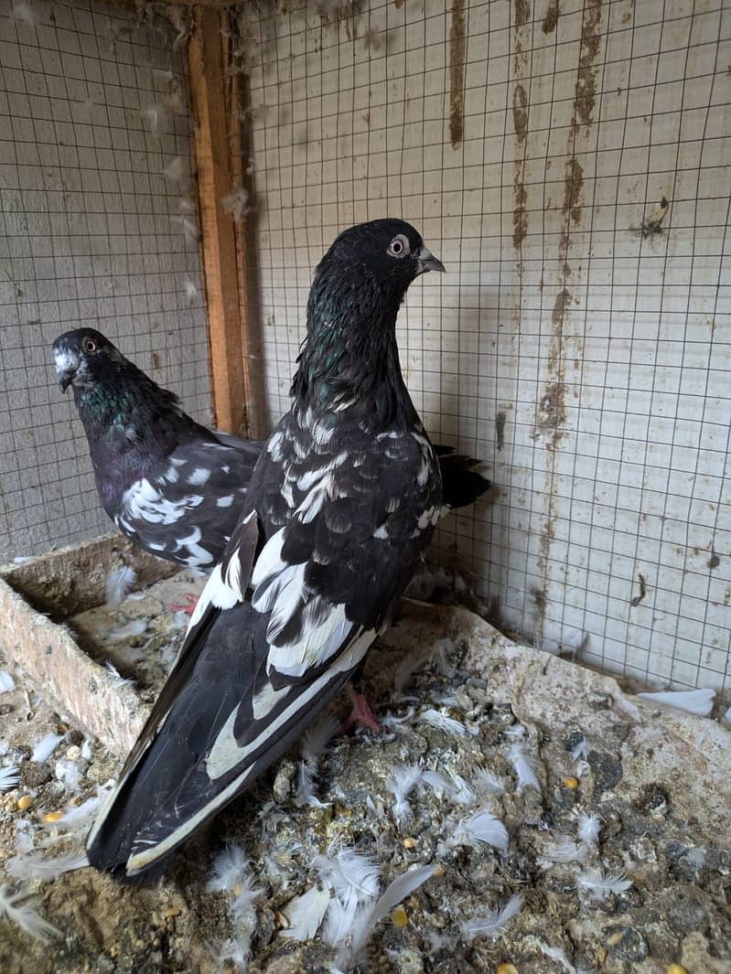 Pigeons 2