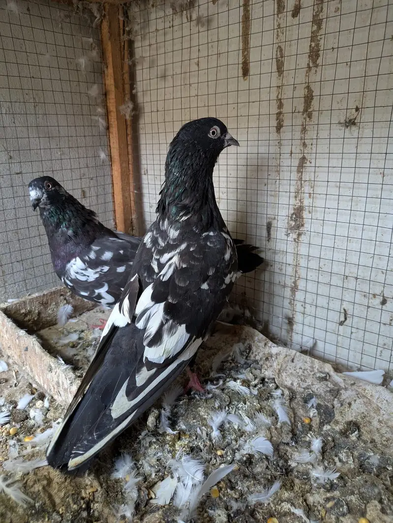 Pigeons — photo 3