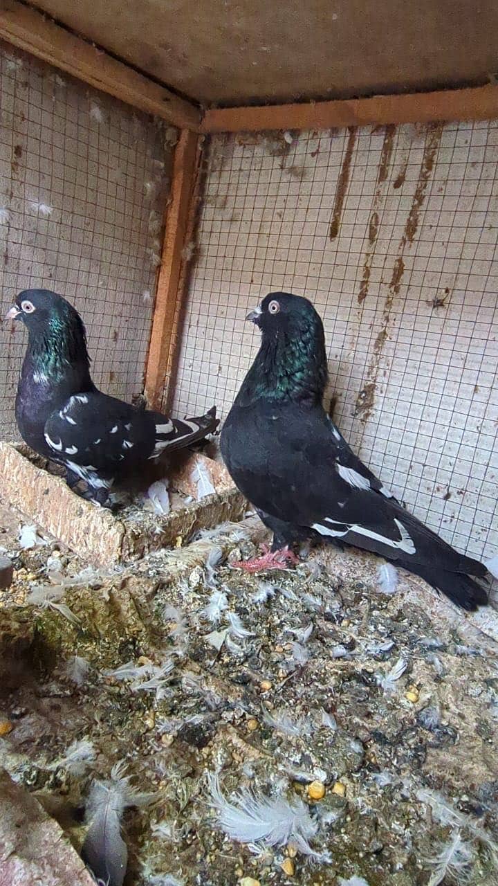 Pigeons 3