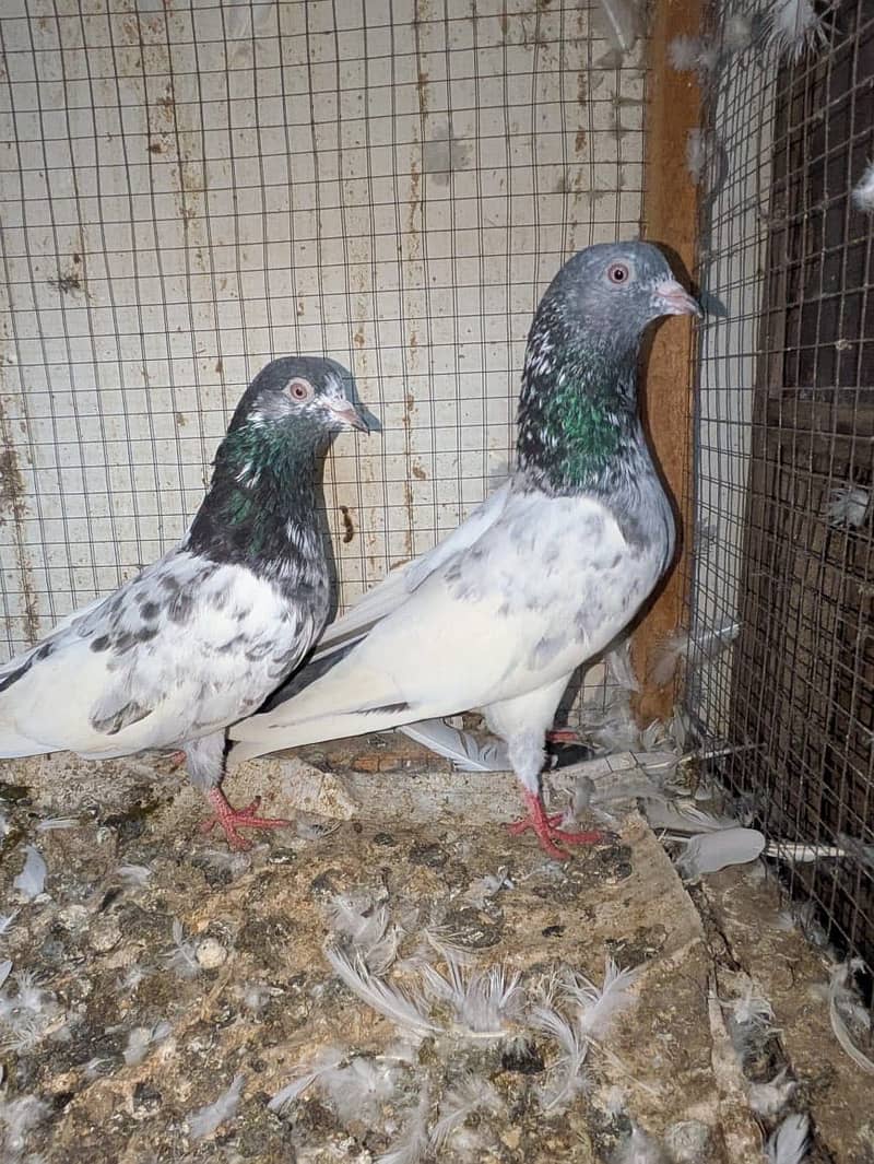 Pigeons 4