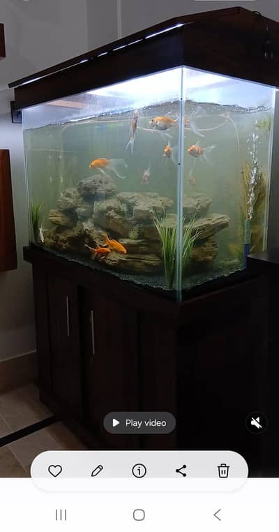 Fish Aquarium