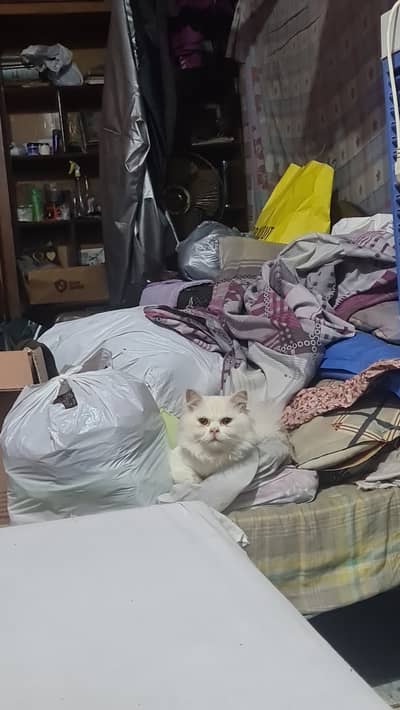 Persian tripple coated kitten