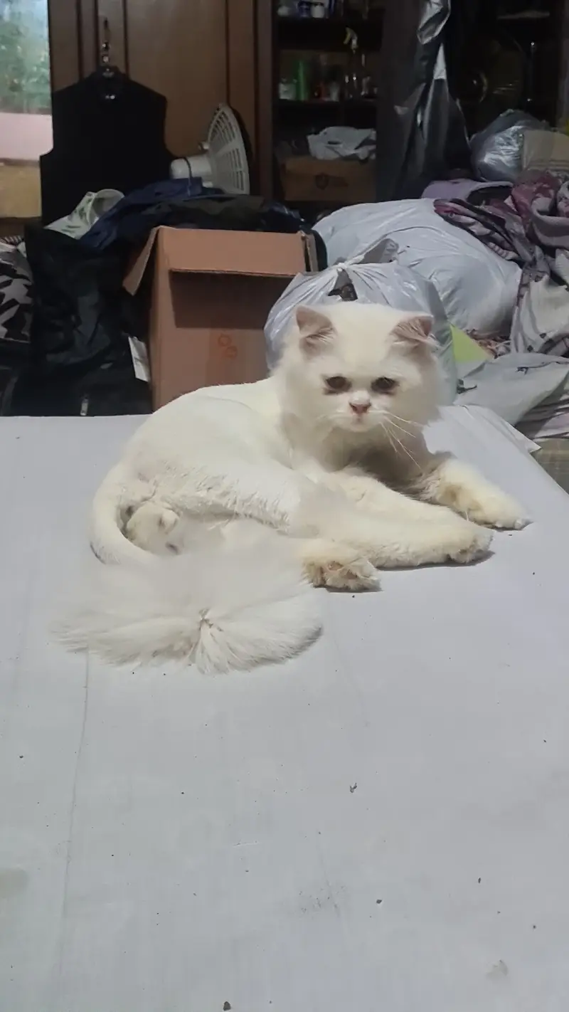 Persian tripple coated kitten — photo 2