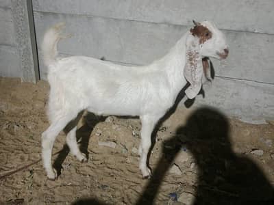 chashma print white bakra for sale