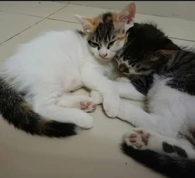 Kittens for Adoption