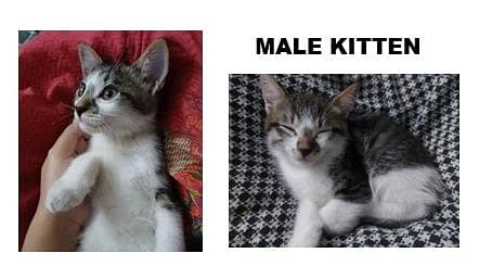 Kittens for Adoption 1