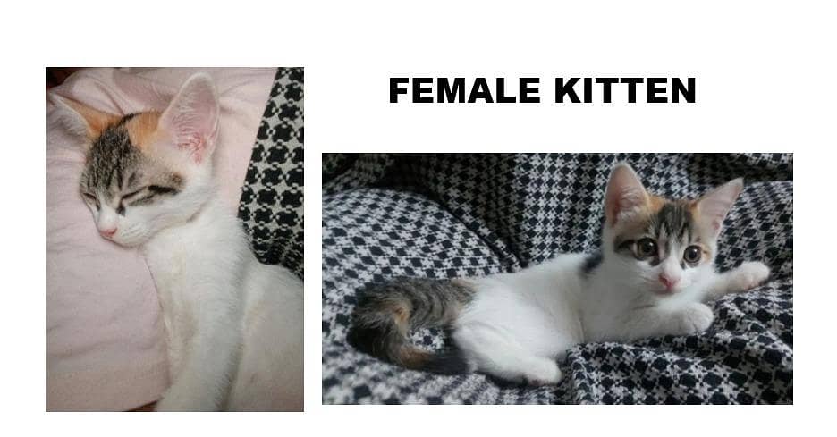 Kittens for Adoption 2